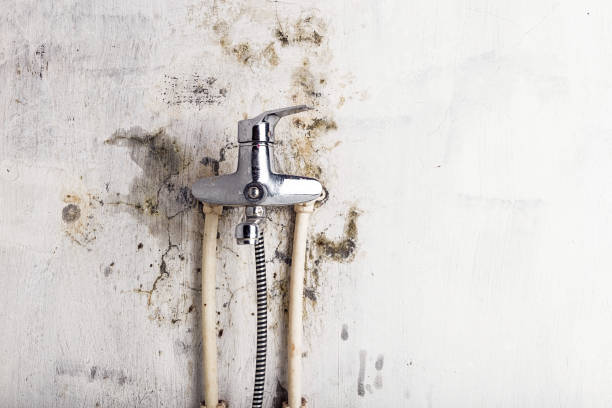 Best Local Mold Removal Service  in Macon, MS