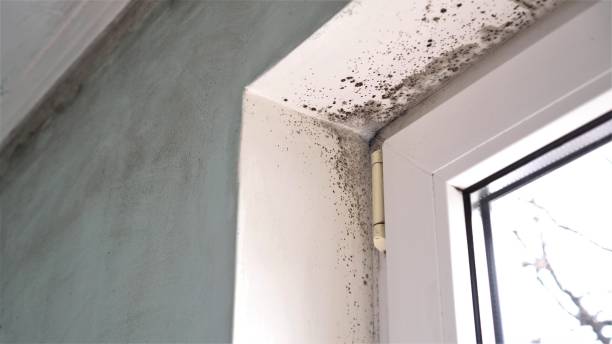 Best Mold Damage Repair  in Macon, MS
