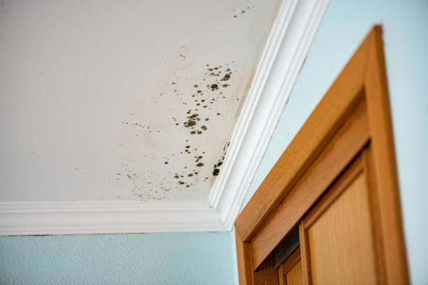 Best Emergency Mold Removal  in Macon, MS