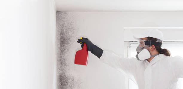 Best Mold Removal Near Me  in Macon, MS