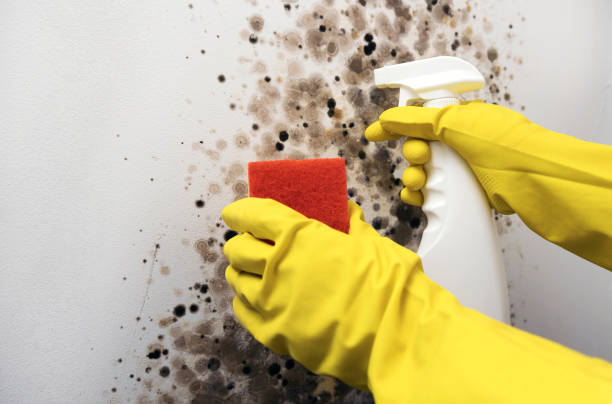 Best Mold Remediation  in Macon, MS
